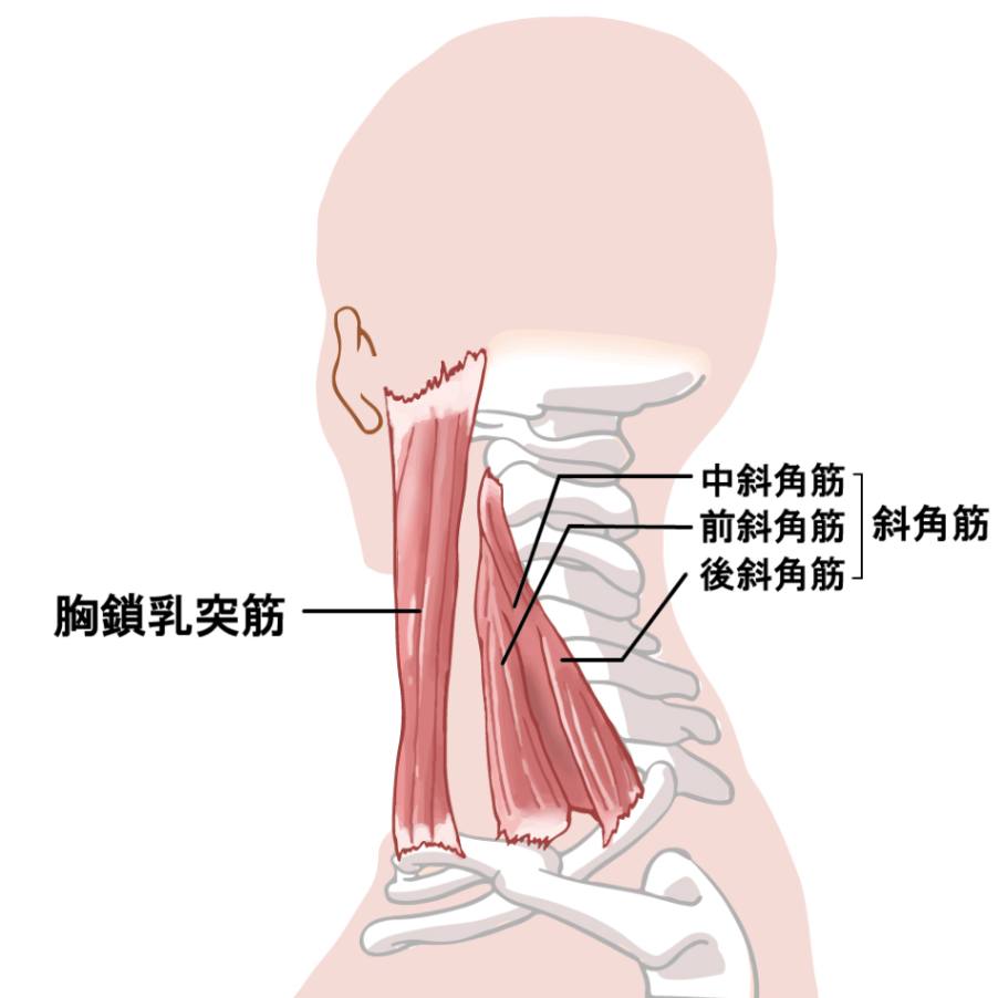 当整骨院での頚椎症の症例報告